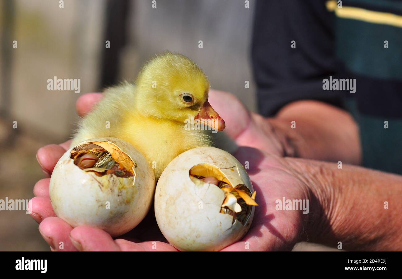 Gänseküken, die`s den Händen eines Bauern aus Eiern schlüpfen Stockfoto